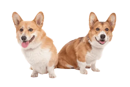 Pembroke Welsh Corgi (6)