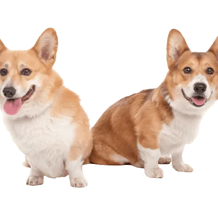 Pembroke Welsh Corgi (6)