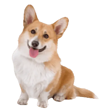 Pembroke Welsh Corgi