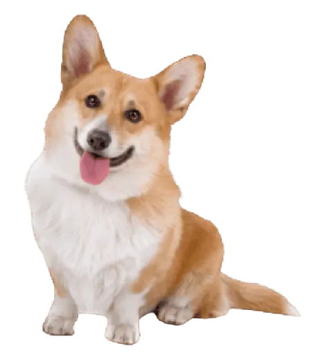 Pembroke Welsh Corgi