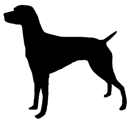 Perdiguero de Burgos