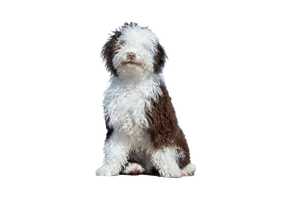 Perro de Agua Español (2)