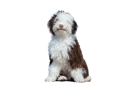 Perro de Agua Español (2)