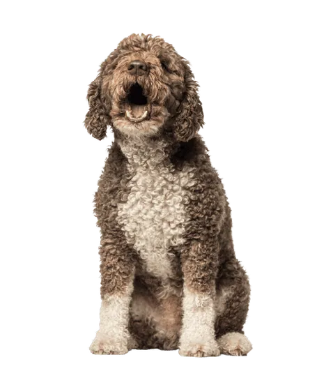 Perro de Agua Español (4)