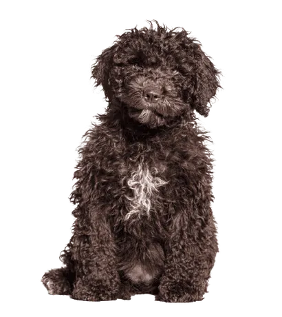 Perro de Agua Español (3)