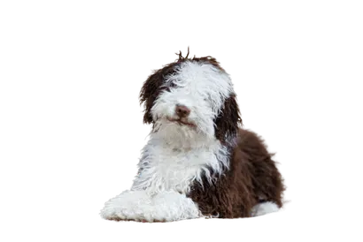Perro de Agua Español (6)