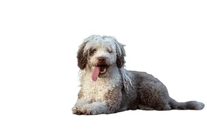 Perro de Agua Español (5)