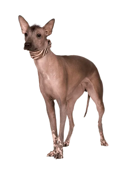 Peruanischer Nackthund