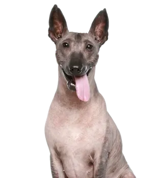 Peruanischer Nackthund
