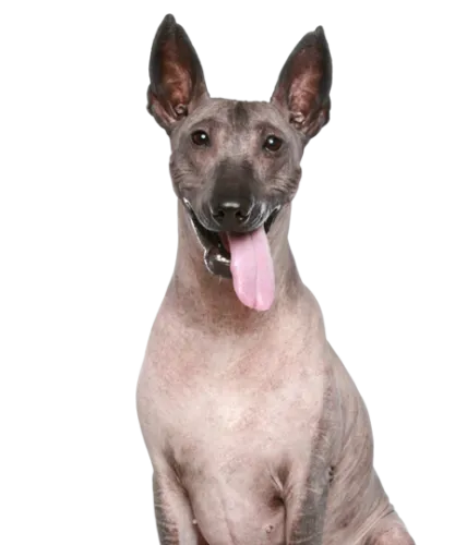 Peruanischer Nackthund