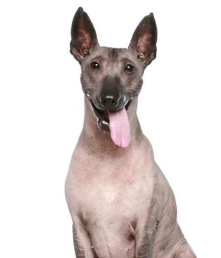 Peruanischer Nackthund