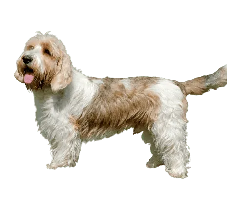 Petit Basset Griffon Vendéen (2)