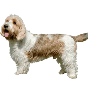 Petit Basset Griffon Vendéen (2)