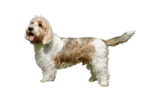 Petit Basset Griffon Vendéen (2)