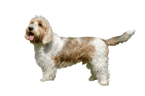 Petit Basset Griffon Vendéen (2)