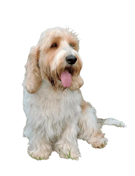 Petit Basset Griffon Vendéen (4)