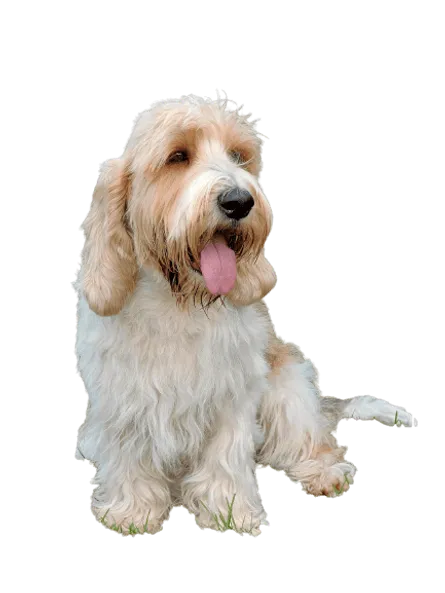 Petit Basset Griffon Vendéen (4)