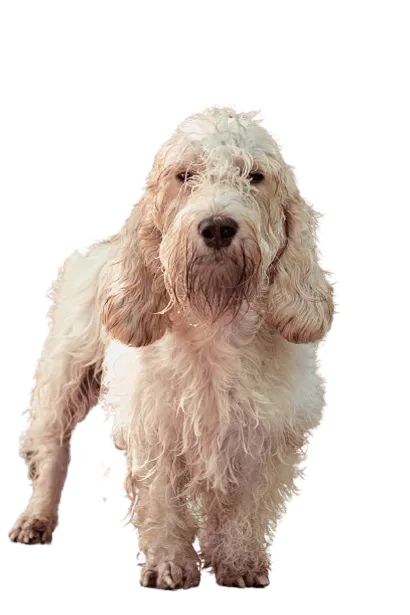 Petit Basset Griffon Vendéen (1)
