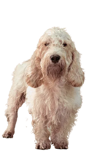 Petit Basset Griffon Vendéen (1)