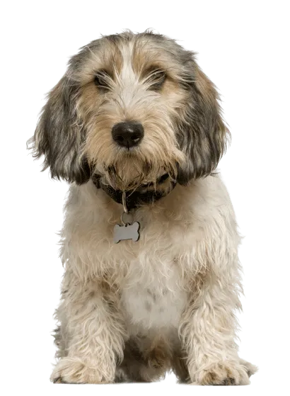 Petit Basset Griffon Vendéen (3)