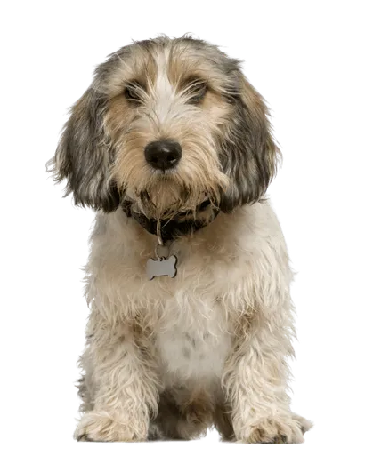 Petit Basset Griffon Vendéen (3)