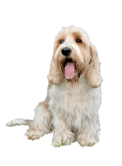 Petit Basset Griffon Vendéen (5)