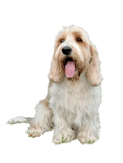 Petit Basset Griffon Vendéen (5)
