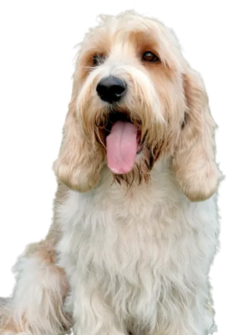 Petit Basset Griffon Vendéen