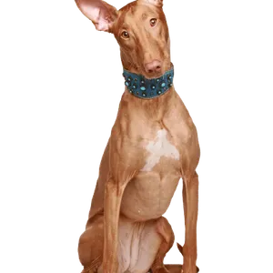 Pharaoh Hound (5)