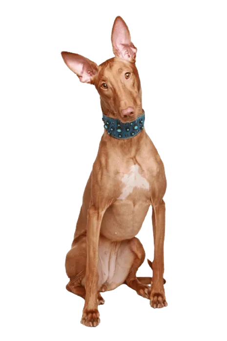 Pharaoh Hound (5)