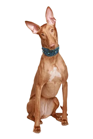 Pharaoh Hound (5)