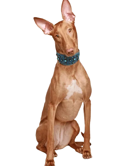 Pharaoh Hound (5)