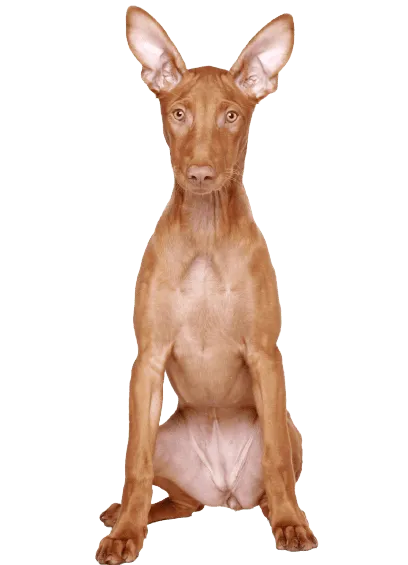 Pharaoh Hound (6)