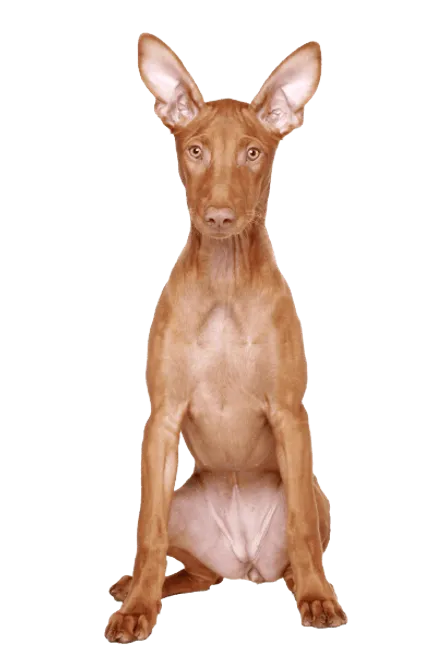 Pharaoh Hound (6)