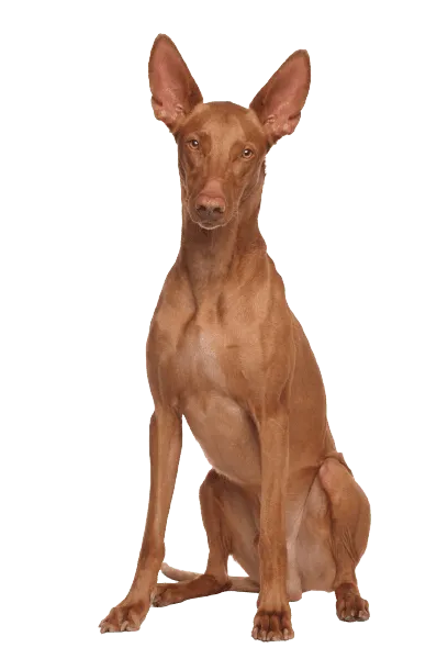 Pharaoh Hound (4)