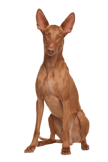 Pharaoh Hound (4)