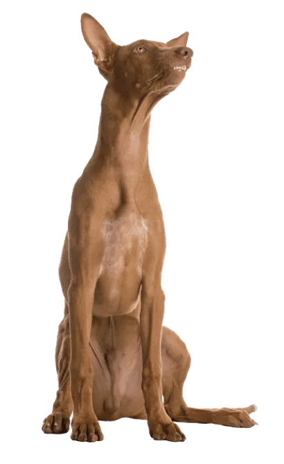 Pharaoh Hound (3)