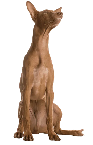 Pharaoh Hound (3)
