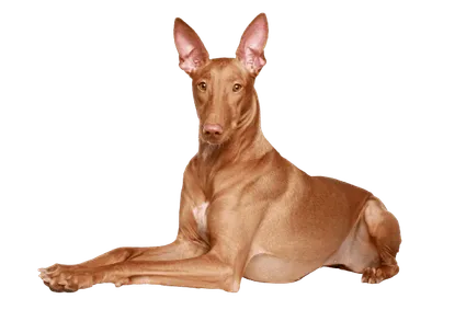 Pharaoh Hound (2)