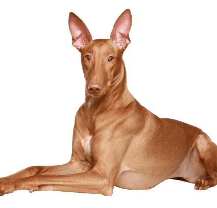Pharaoh Hound (2)