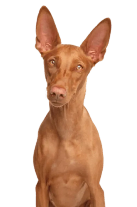 Pharaonenhund