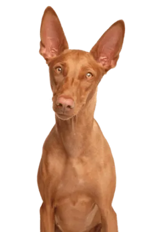 Pharaonenhund