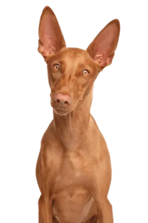 Pharaonenhund