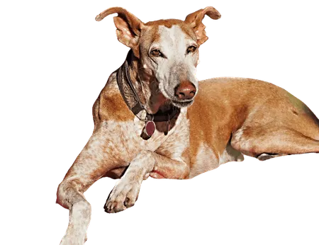 Podenco Canario