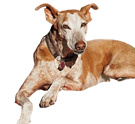 Podenco Canario