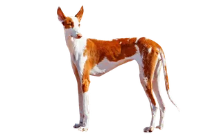 Podenco Ibicenco