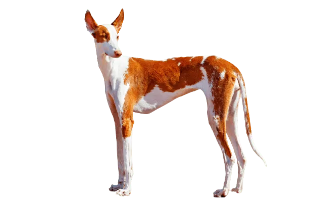 Podenco Ibicenco