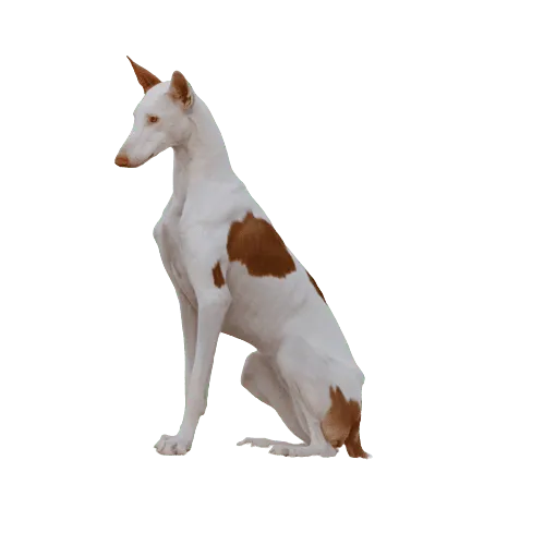 Podenco Ibicenco
