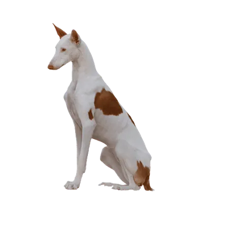 Podenco Ibicenco
