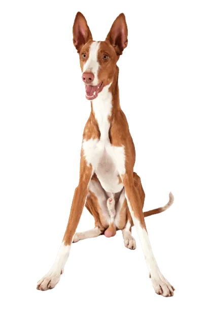 Podenco Ibicenco